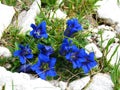 Close up of group of blue Clusius\' gentian