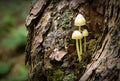 A close up of a group of bonnet mushrooms growing out of a tree trunk Royalty Free Stock Photo