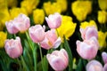 Close up of group of bright colorful tulips in the flower garden,pink and yellow tulips with beautiful bouquet background,festival