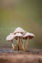 Close up group of brown mushrooms with a spider web on a tree trunk in the woods. Macro rural forest details autumn. Natural wild Royalty Free Stock Photo