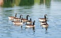 Close up of group of Canada gooses swimming in the river.