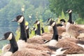 Close up of group of Canada gooses sitting along the river.