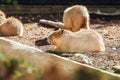 Close up of Group of capybaras