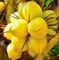 Close up of group coconut on tree Royalty Free Stock Photo