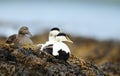 Close-up of a group of Common eiders lying in seaweeds Royalty Free Stock Photo