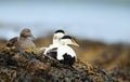 Close-up of a group of Common eiders lying in seaweeds