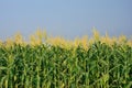 Close up of group Corn Garden has blue sky background Royalty Free Stock Photo