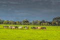 Close Up Of A Group Of Cows At Abcoude The Netherlands 12-10-2020 Royalty Free Stock Photo