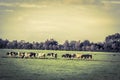 Close Up Of A Group Of Cows At Abcoude The Netherlands 12-10-2020 Royalty Free Stock Photo