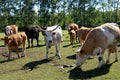 Close-up of a group of cows grazing on a field Royalty Free Stock Photo