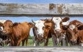 Close up of a group of cows looking through the boards of a fence, front view