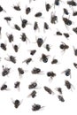 Close-up of a group of dead flies, isolated Royalty Free Stock Photo