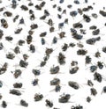 Close-up of a group of dead flies, isolated Royalty Free Stock Photo