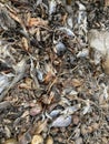 Group dead shell and dry fish on the ground Royalty Free Stock Photo