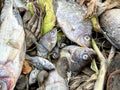 Group dead shell and dry fish on the ground Royalty Free Stock Photo