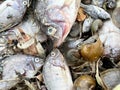 Group dead shell and dry fish on the ground Royalty Free Stock Photo