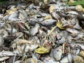 Group dead shell and dry fish on the ground Royalty Free Stock Photo