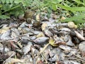 Group dead shell and dry fish on the ground Royalty Free Stock Photo