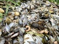Group dead shell and dry fish on the ground Royalty Free Stock Photo