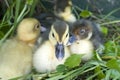 Group of baby ducks