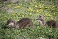 Close up of a group of European otter Lutra lutra