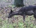 Fallow deer, Dama dama, in forest