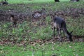 Fallow deer, Dama dama, in forest