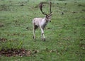 Fallow deer, Dama dama, roaring in forest