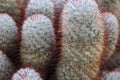 Close Up of a Group of Finger Cacti, Mammillaria Longimamma