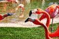 Close up, a group of Flamingos