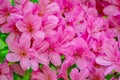 A Close-up of a Group Flowering Pink Azalea Flowers