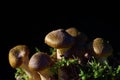Close-up of a group of forest mushrooms growing in the moss against a dark background Royalty Free Stock Photo