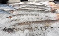 Close up Group of Fresh Barracuda on Ice Royalty Free Stock Photo