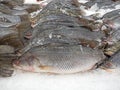 Close up Group of Fresh Barramundi or Asian Sea Bass on Ice Royalty Free Stock Photo