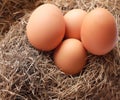 Group Fresh chicken eggs on a nest made of grass straw. Royalty Free Stock Photo