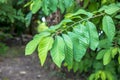 Close-up of a group of fresh green leaves arranged in rows with branches of a type of plant