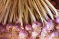 Close up of group of fresh purple garlic on a marcet Royalty Free Stock Photo