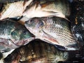 group of fresh raw freshwater Tilapia fish at thai market