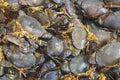 Close up group of raw sea blue crabs on dispaly for sale in the market Royalty Free Stock Photo