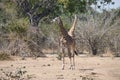 Close-up of a group of giraffes eating in the bush