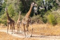 Close-up of a group of giraffes eating in the bush