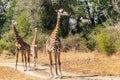 Close-up of a group of giraffes eating in the bush