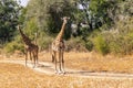 Close-up of a group of giraffes eating in the bush