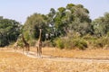 Close-up of a group of giraffes eating in the bush