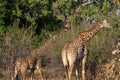 Close-up of a group of giraffes eating in the bush