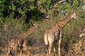 Close-up of a group of giraffes eating in the bush