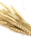 Close up Group gold Ears of wheat isolated on white background Royalty Free Stock Photo