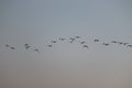 Close up of group of great egrets white heron flying in the sky, bird background