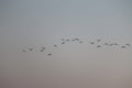 Close up of group of great egrets white heron flying in the sky