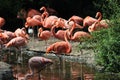 Group greater flamingo, Phoenicopterus roseus